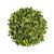 moringa-oleifera-x-20-kg.jpg